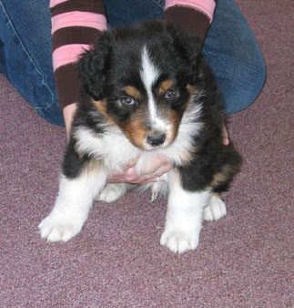 puppy1.jpg